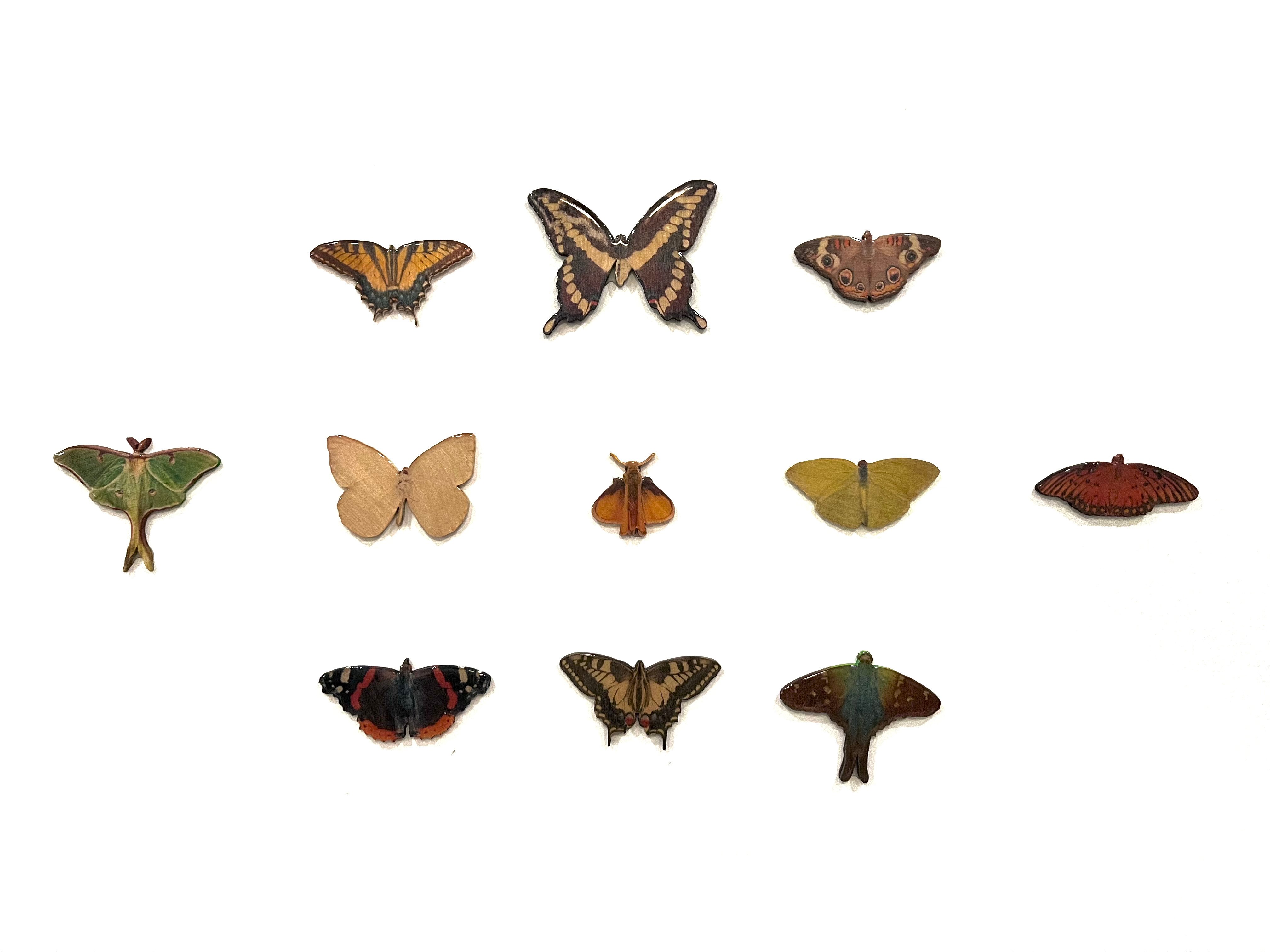 MiscButterfliesAndMoths